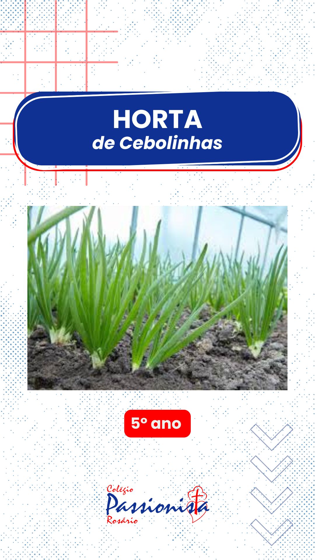 Horta de Cebolinhas: cultivando valores e conhecimento - 5� ano Nossa Senhora do Ros�rio